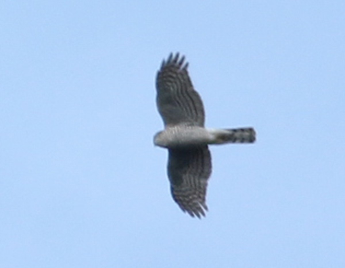 Atmaca