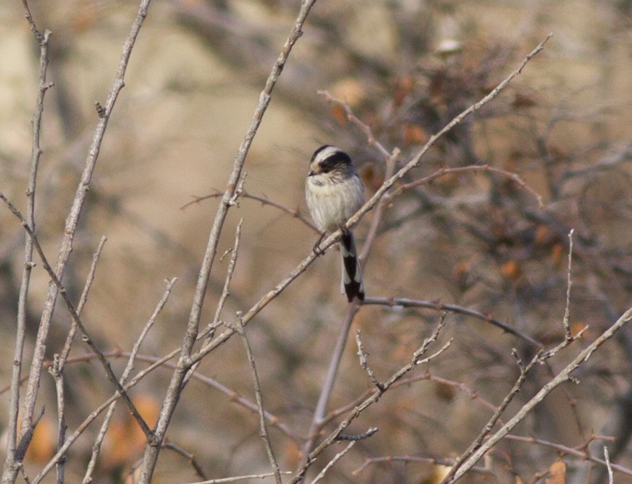 Uzunkuyruklu Baştankara