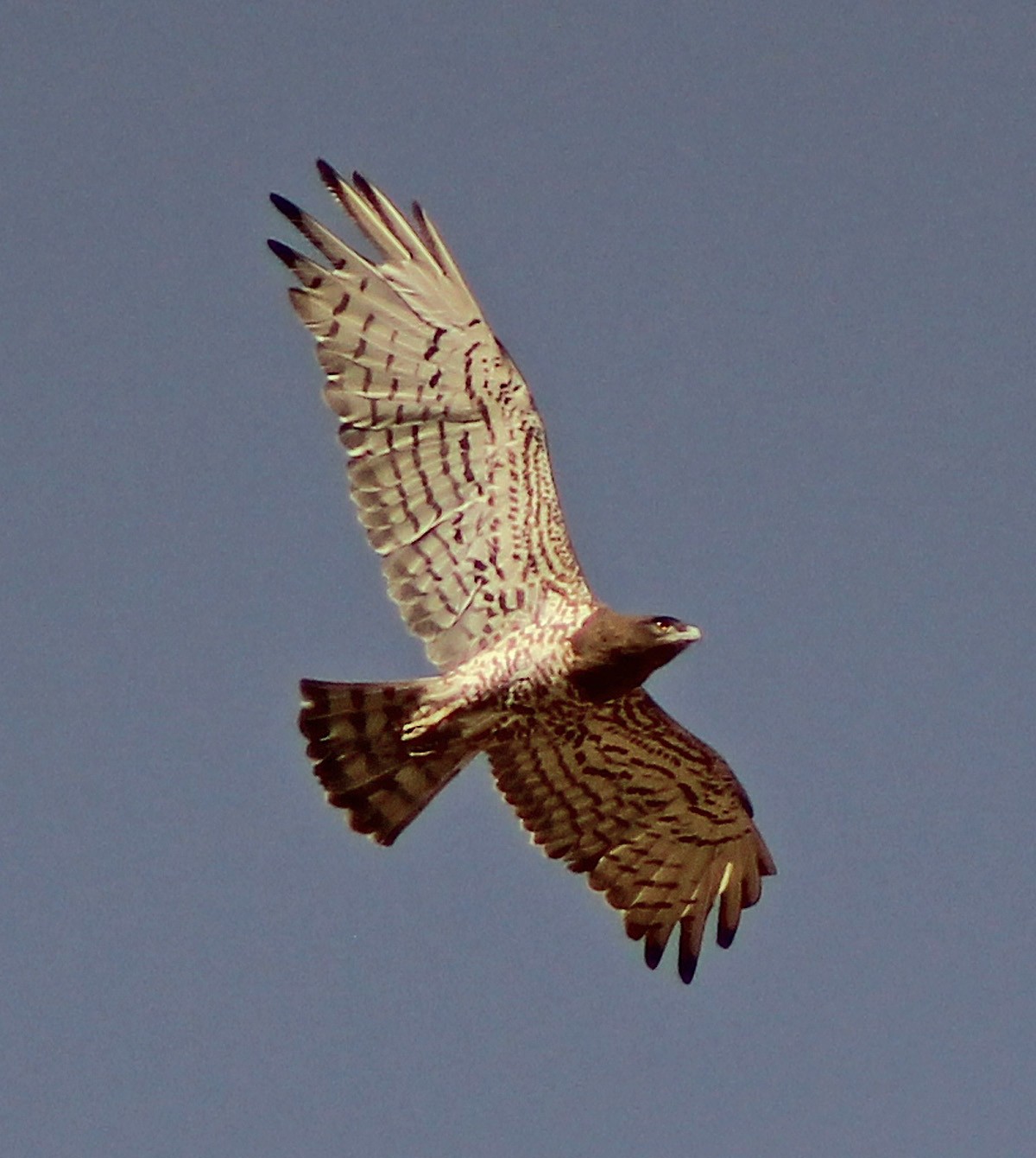 Yılan Kartalı