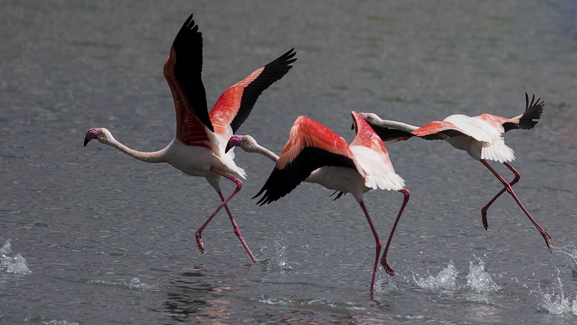 Flamingo