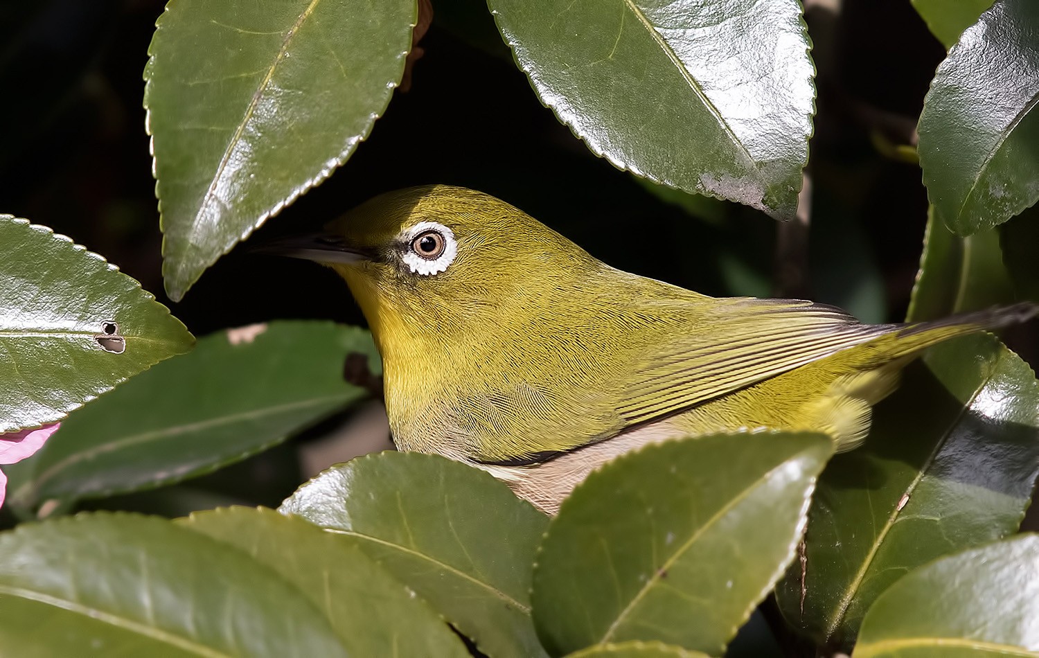 Japanese White-eye