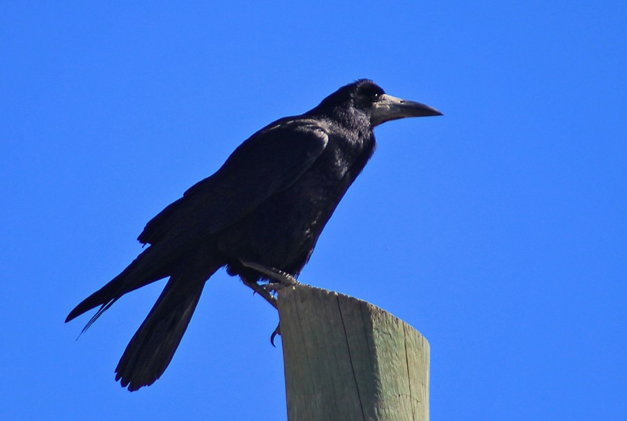 Ekin Kargası
