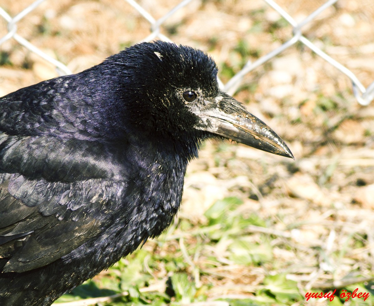 Ekin Kargası