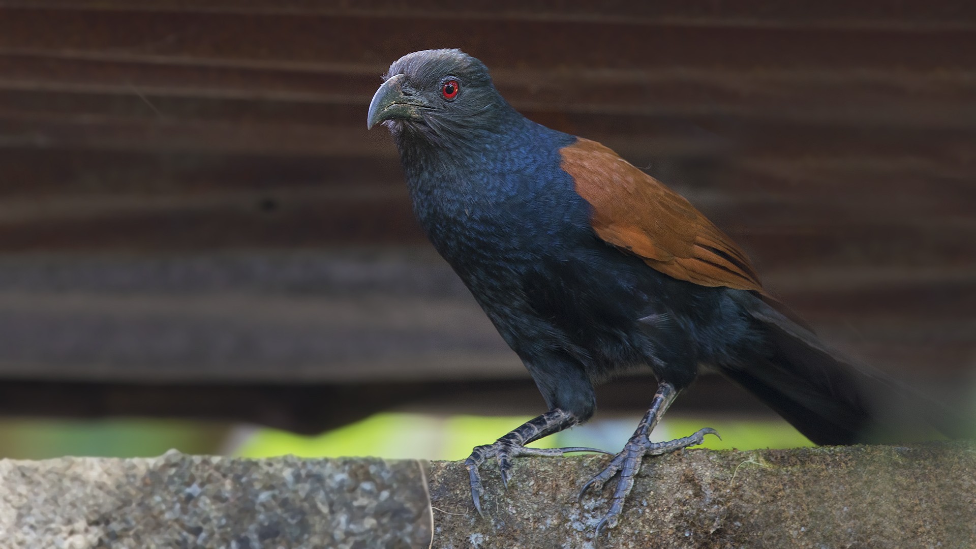 Greater Coucal