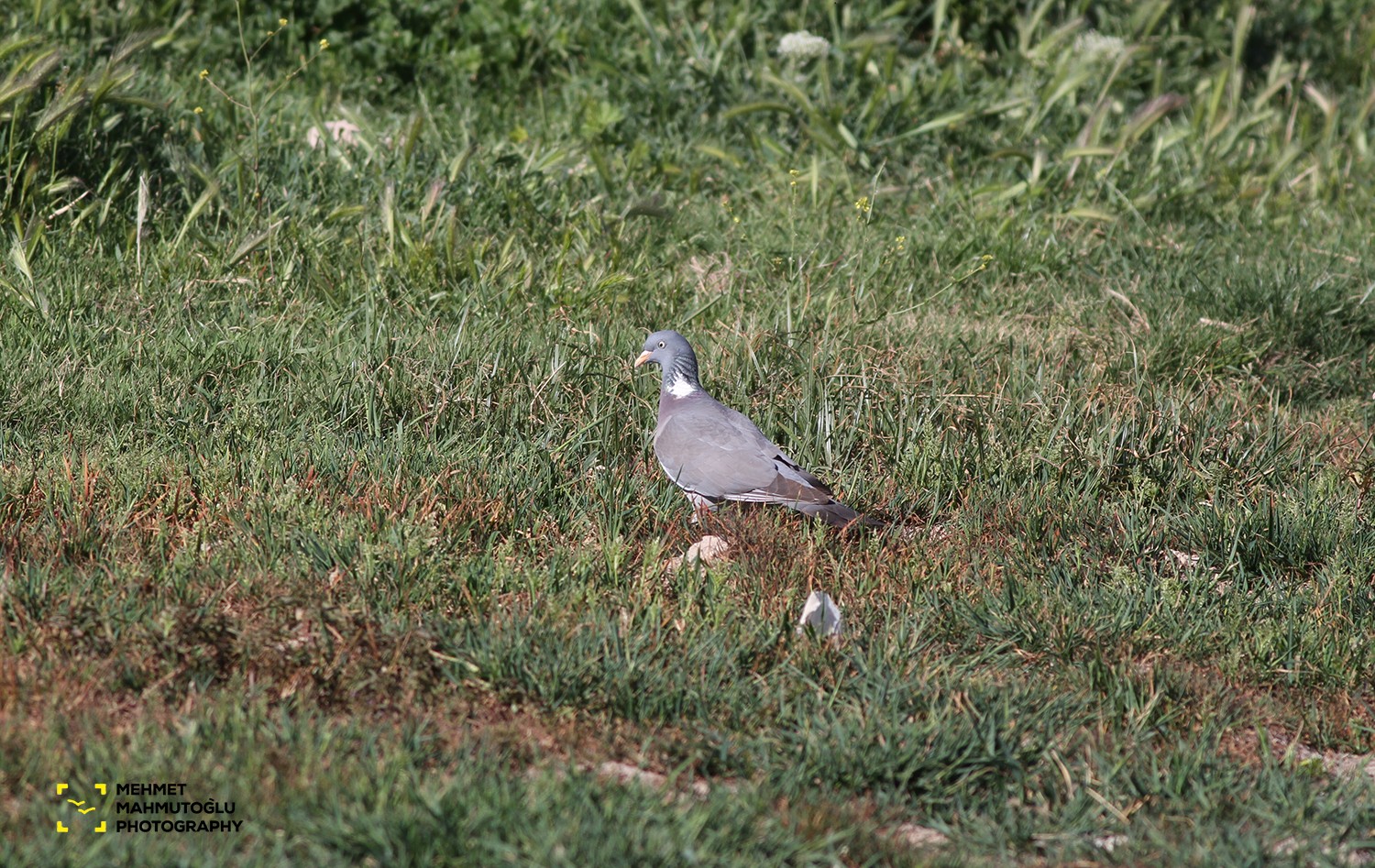 Tahtalı