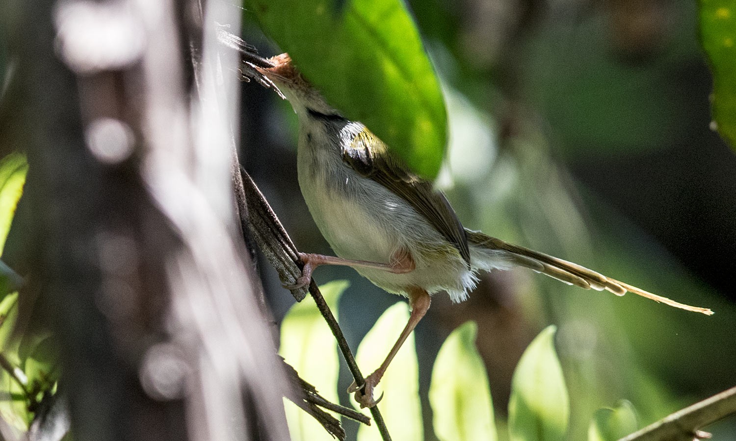 Common Tailorbird