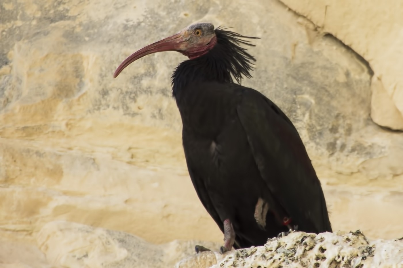 Kelaynak