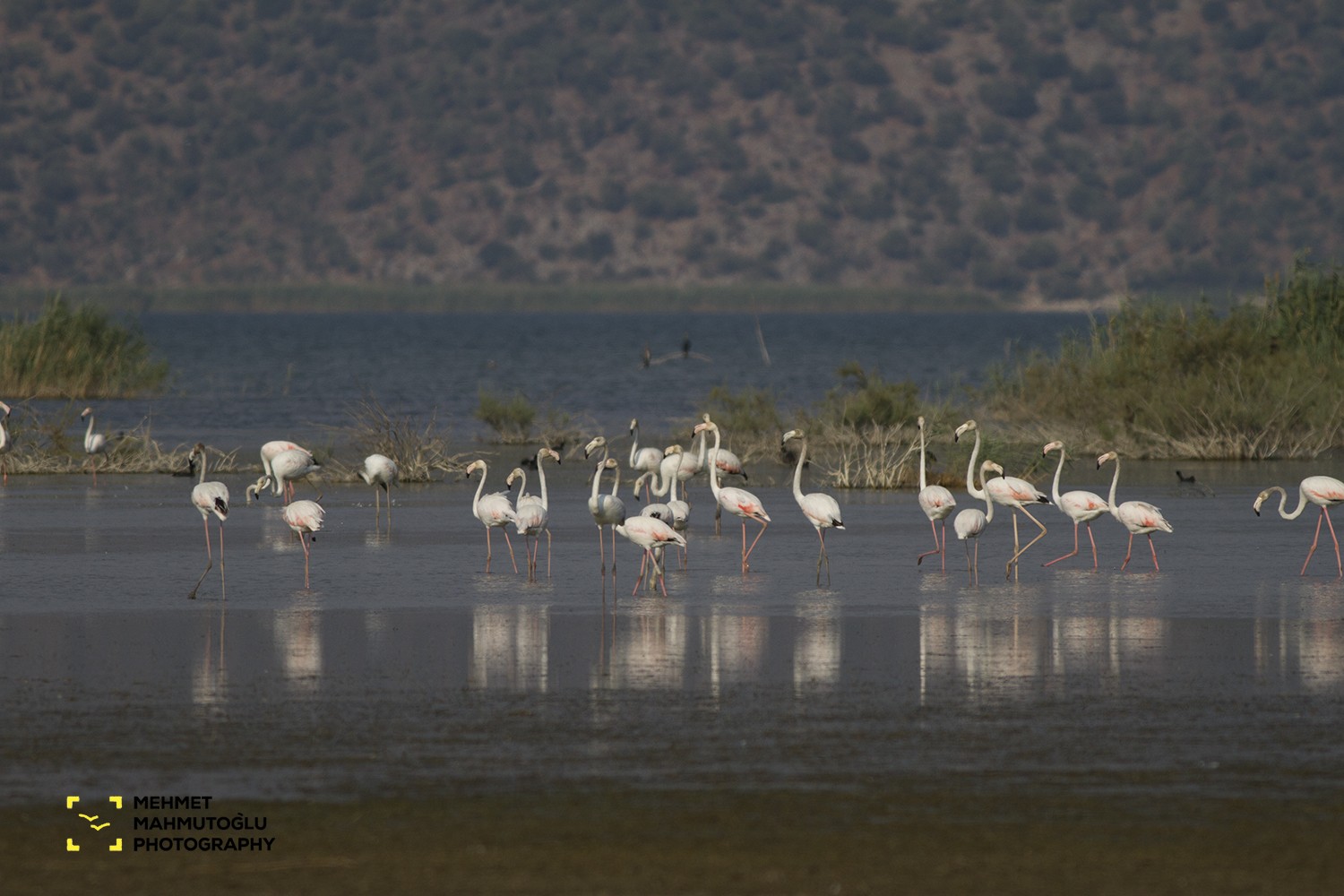 Flamingo