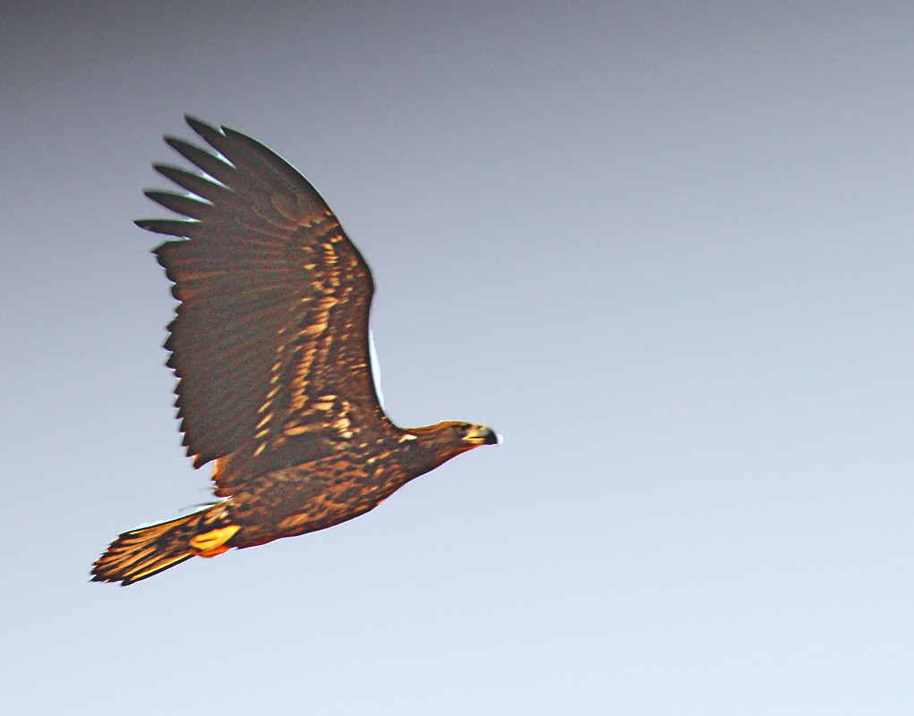 Ak Kuyruklu Kartal — Ana fotoğraf