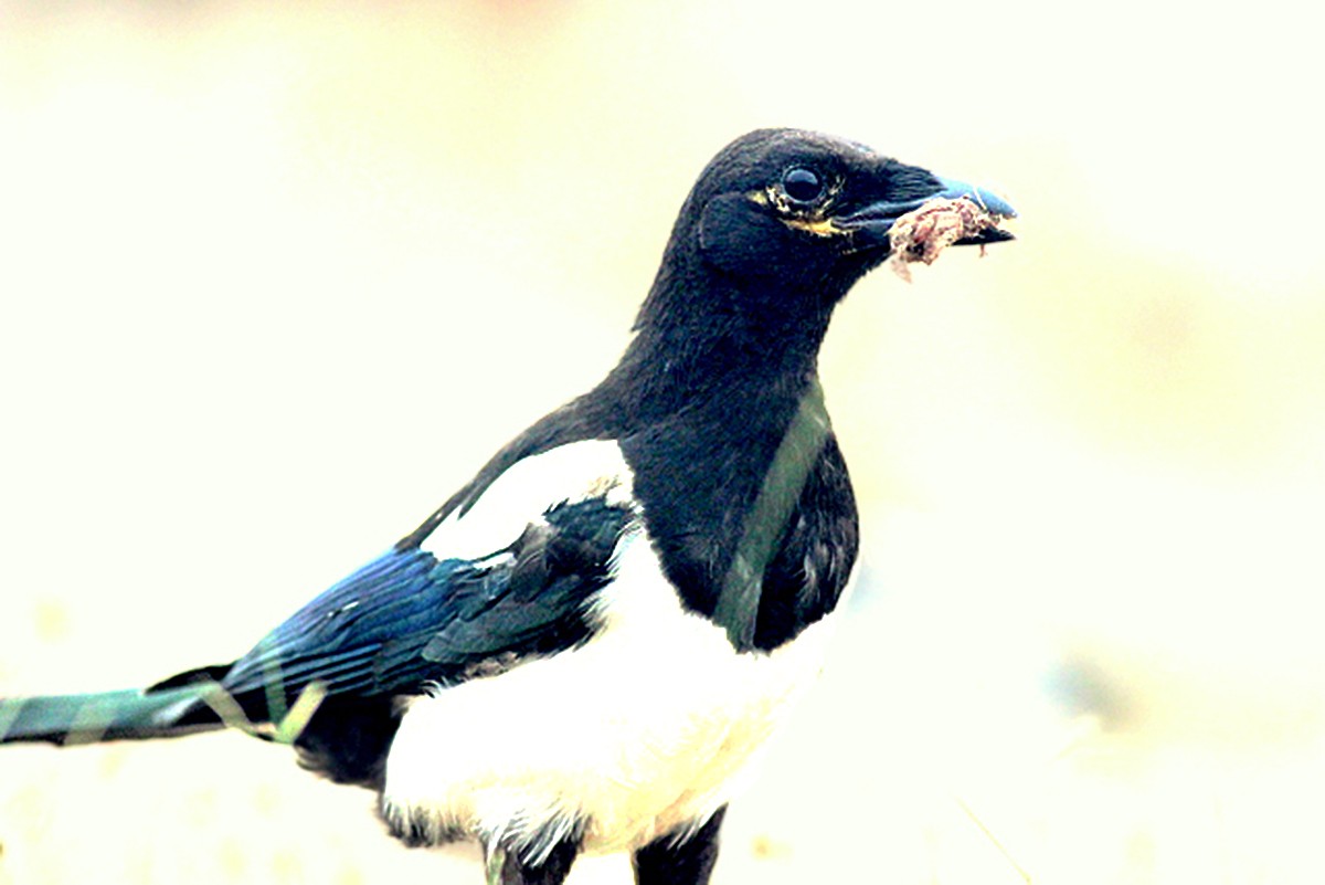 Saksağan