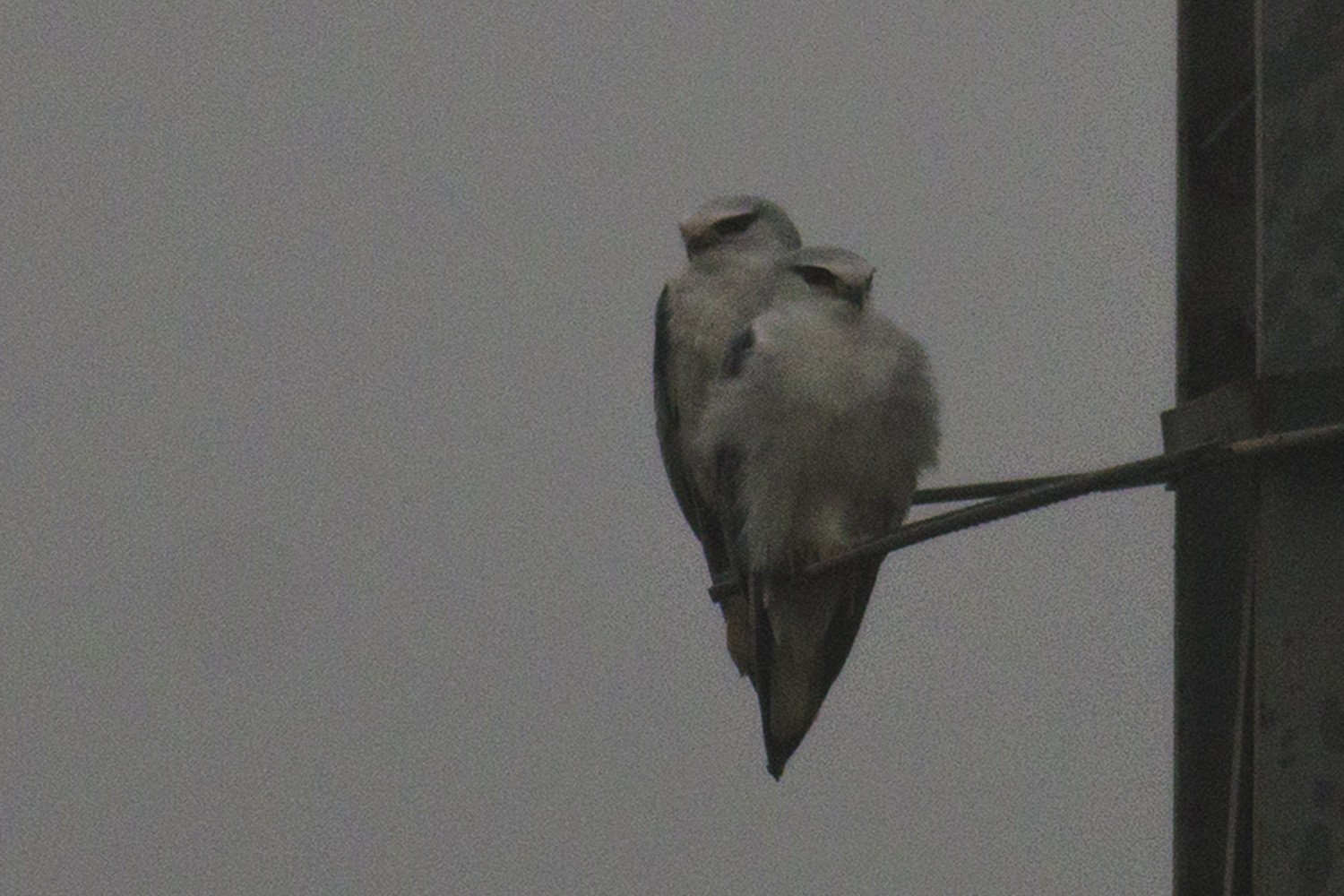 Ak Çaylak