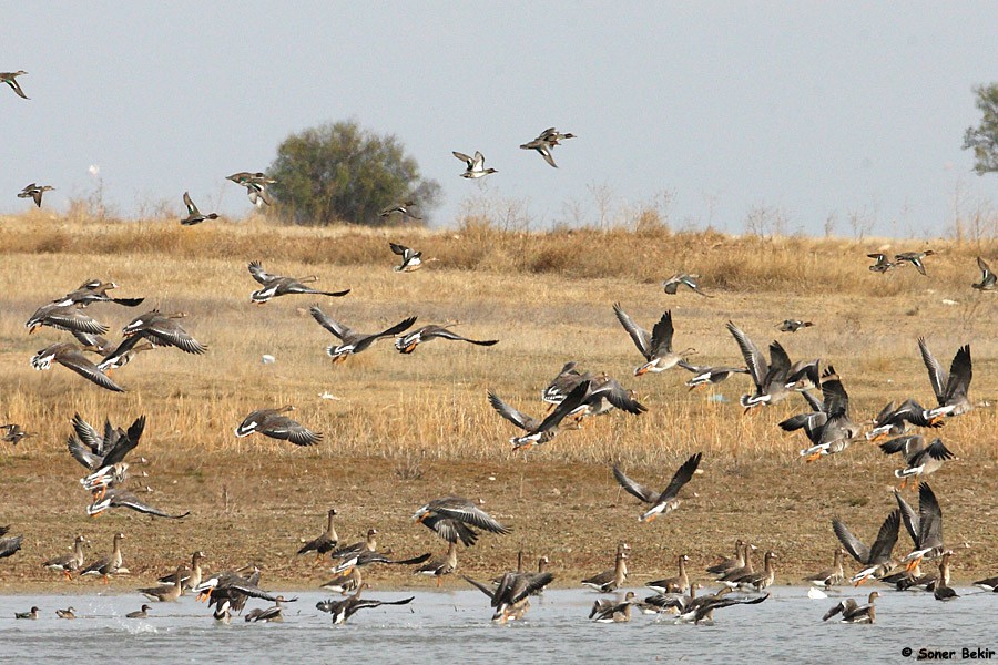 Sakarca
