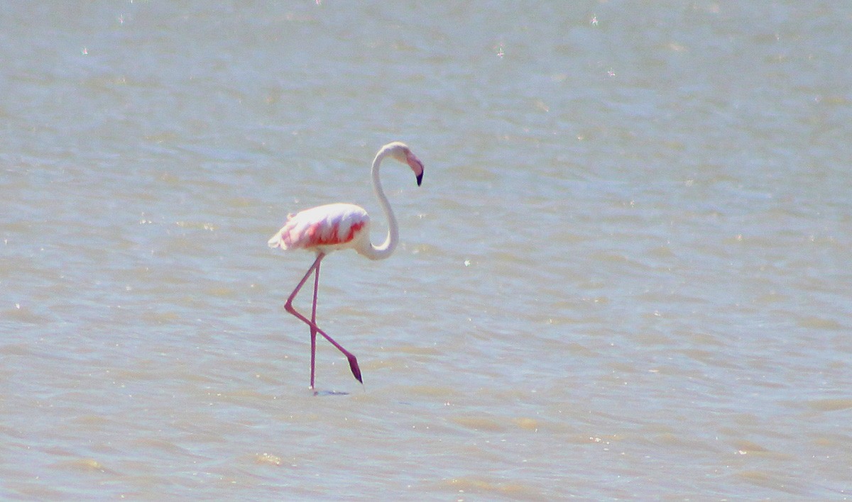 Flamingo