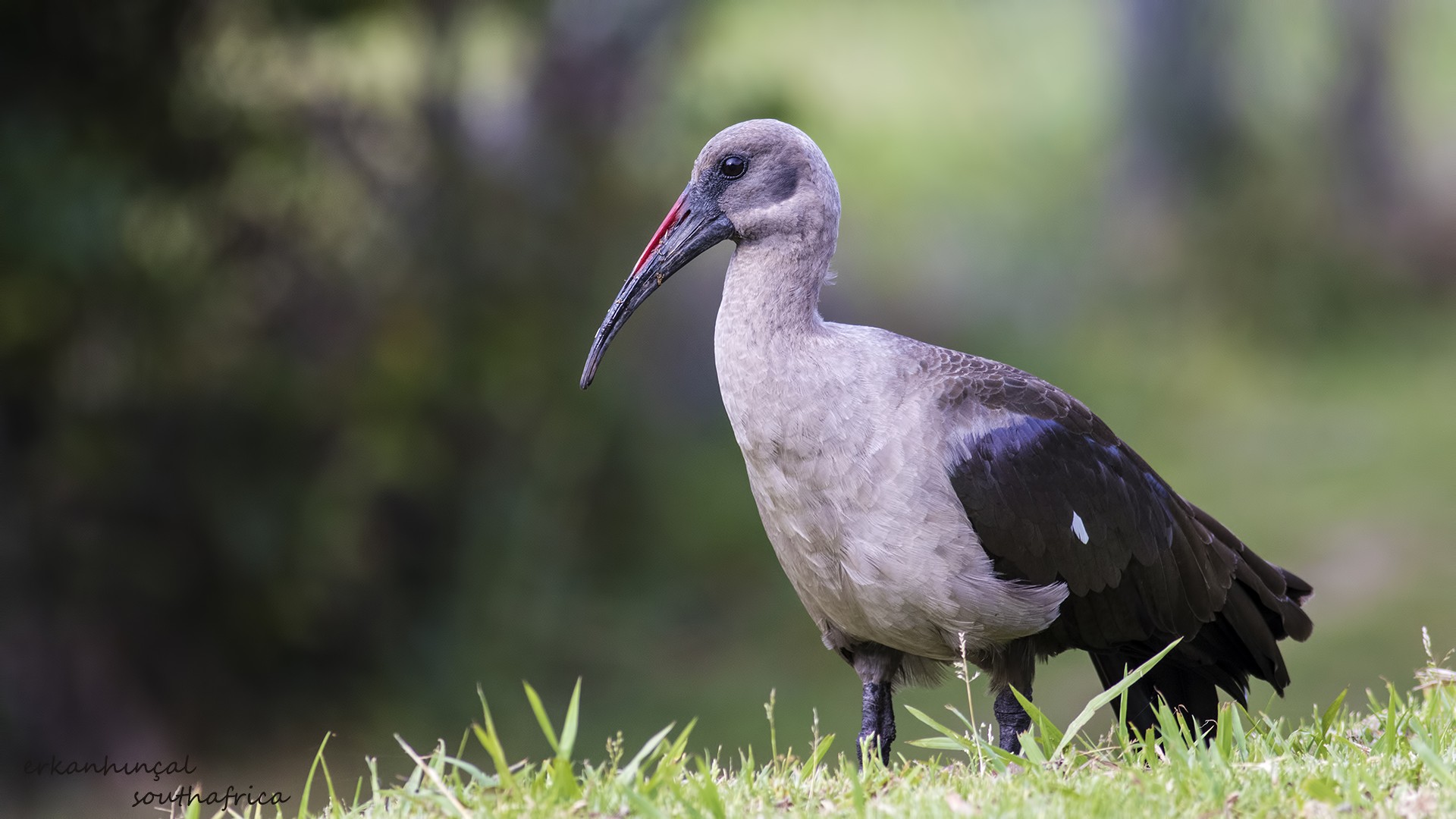 Hadada Ibis