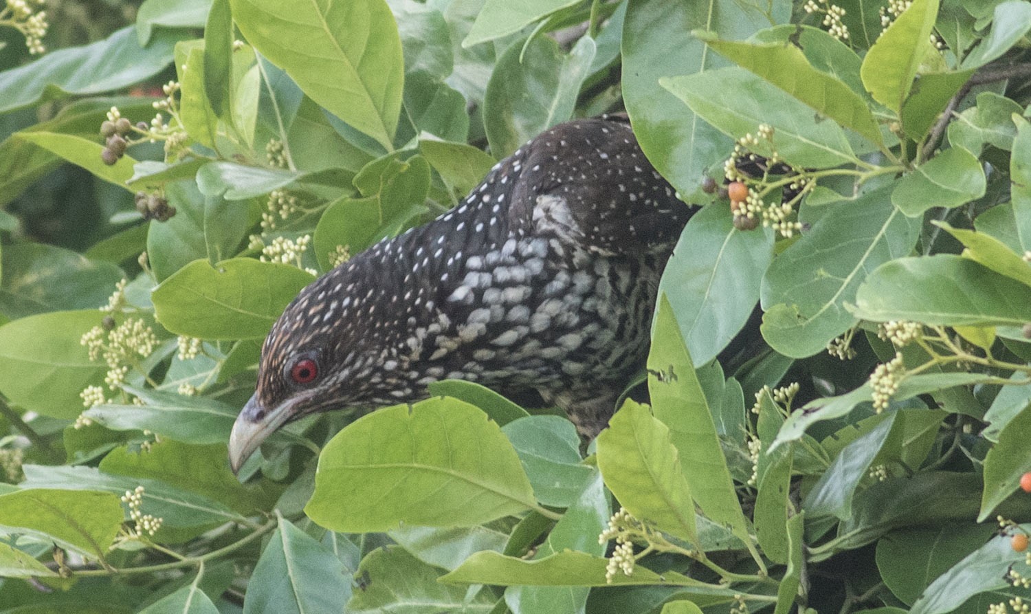 Western Koel