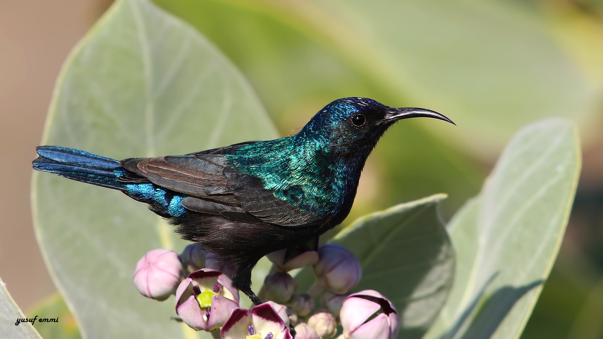 Palestine Sunbird