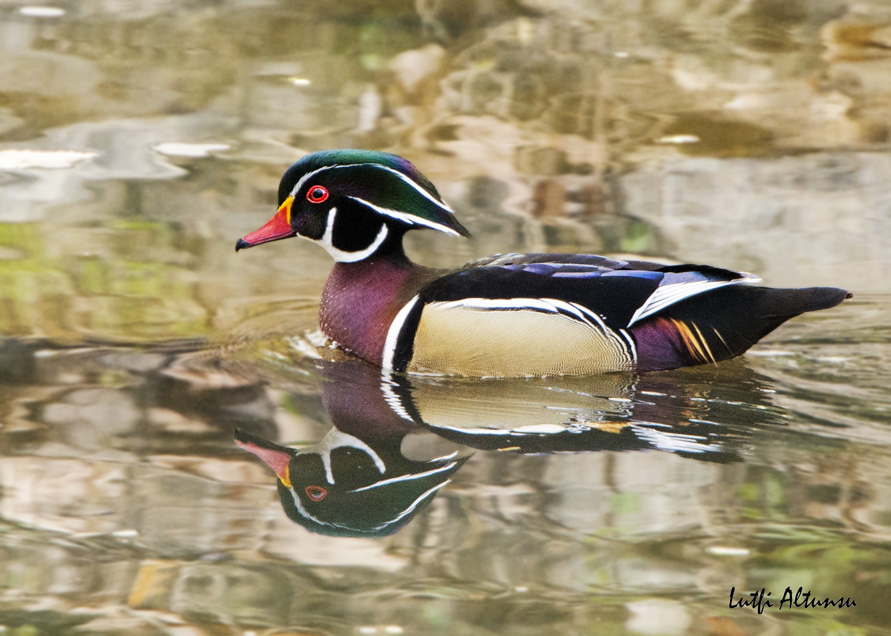 Wood Duck