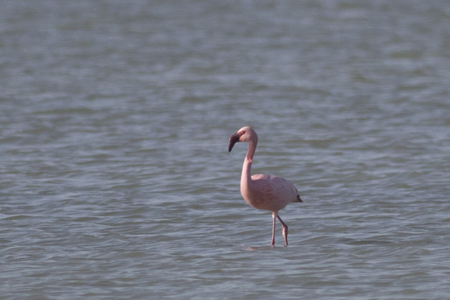 Küçük Flamingo