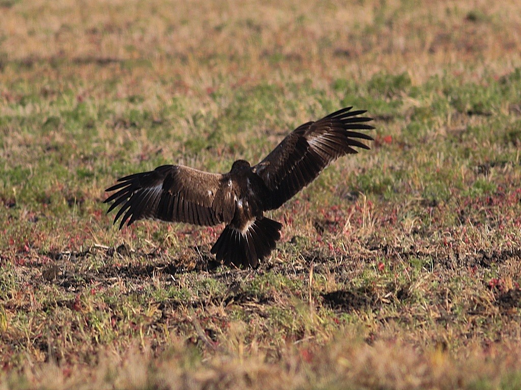 Küçük Orman Kartalı