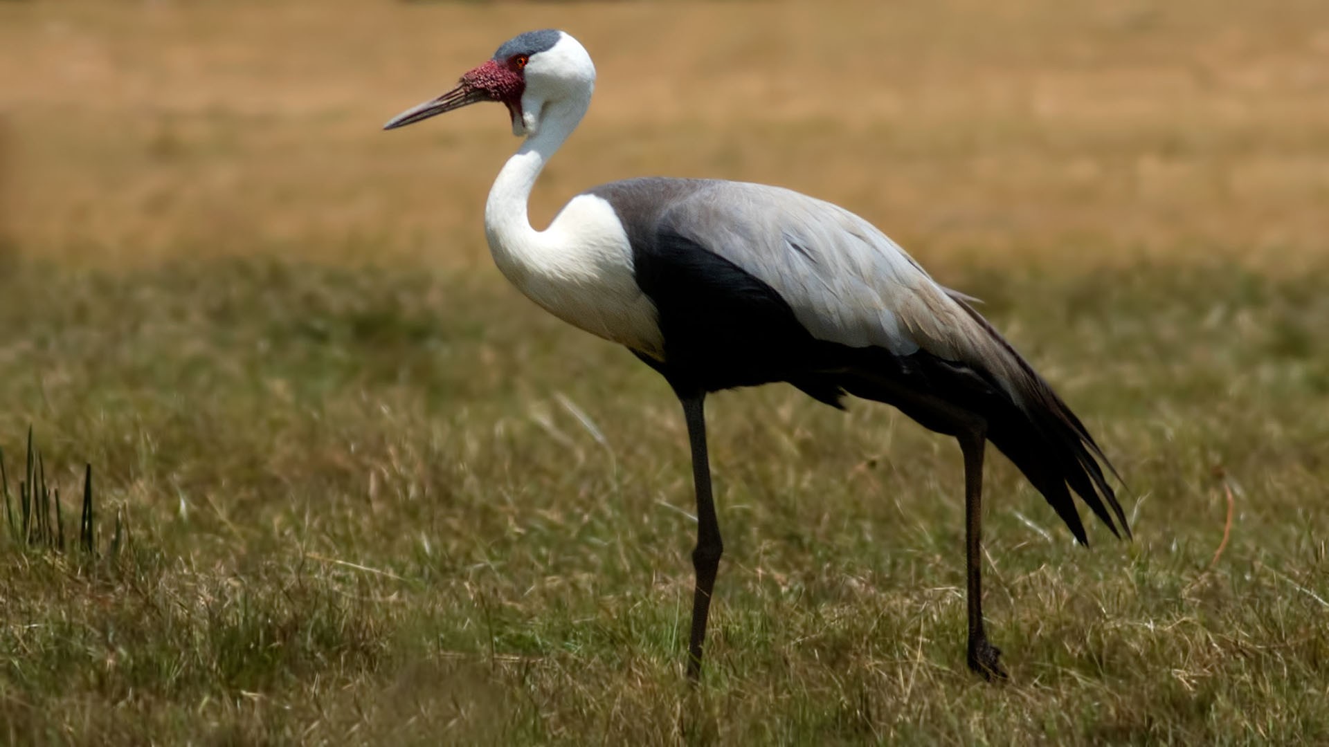 Wattled Crane