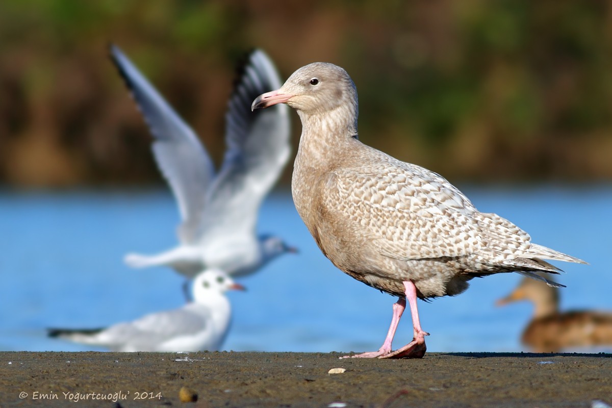 Kutup Martısı