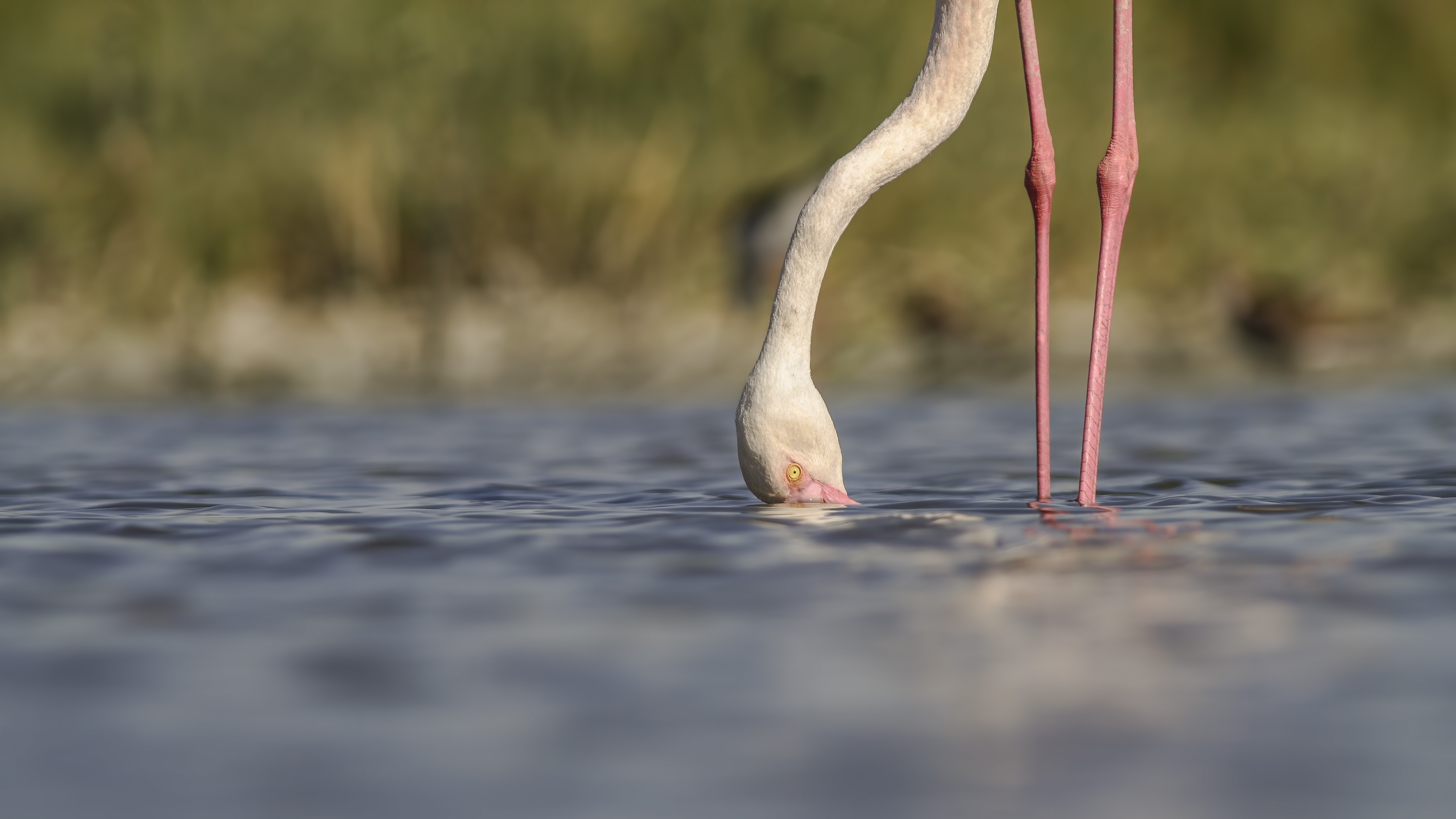 Flamingo