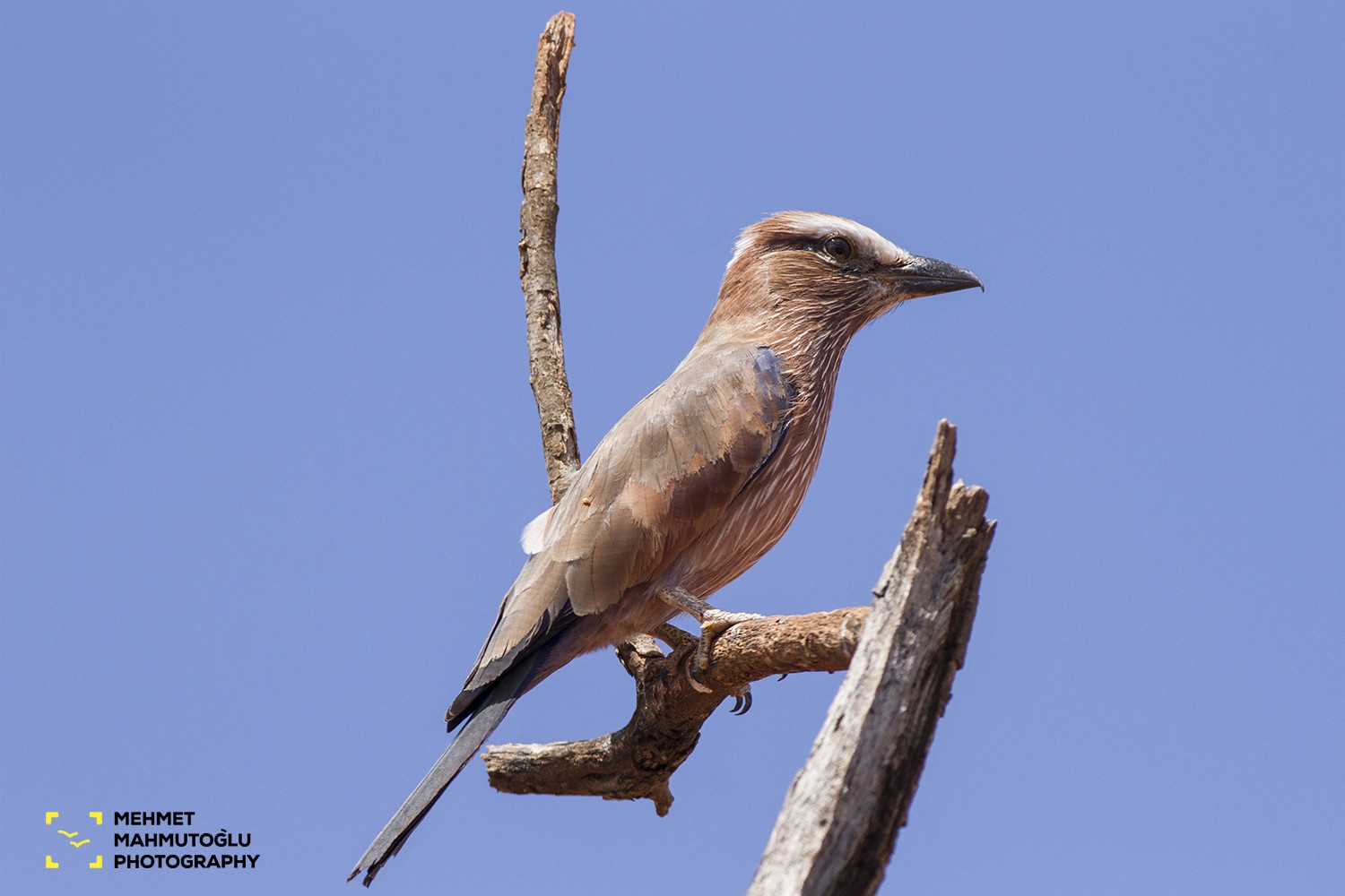 Purple Roller