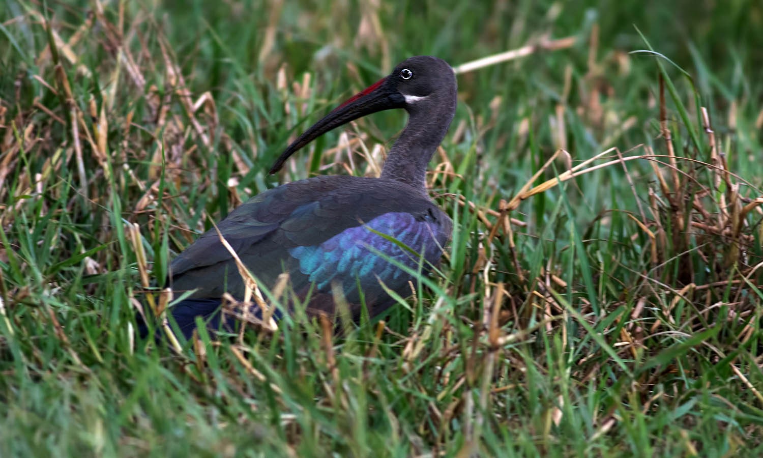 Hadada Ibis