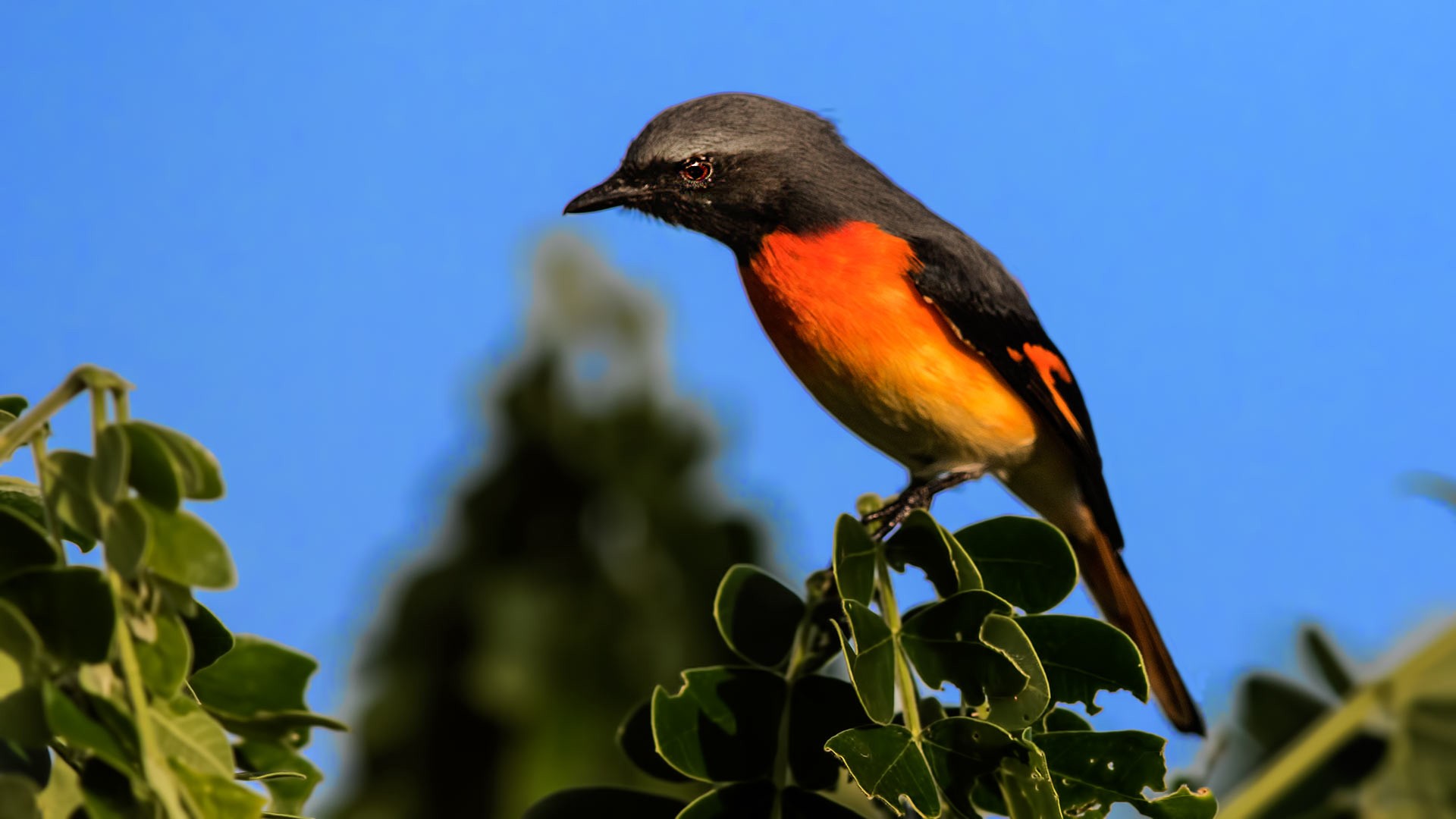 Small Minivet