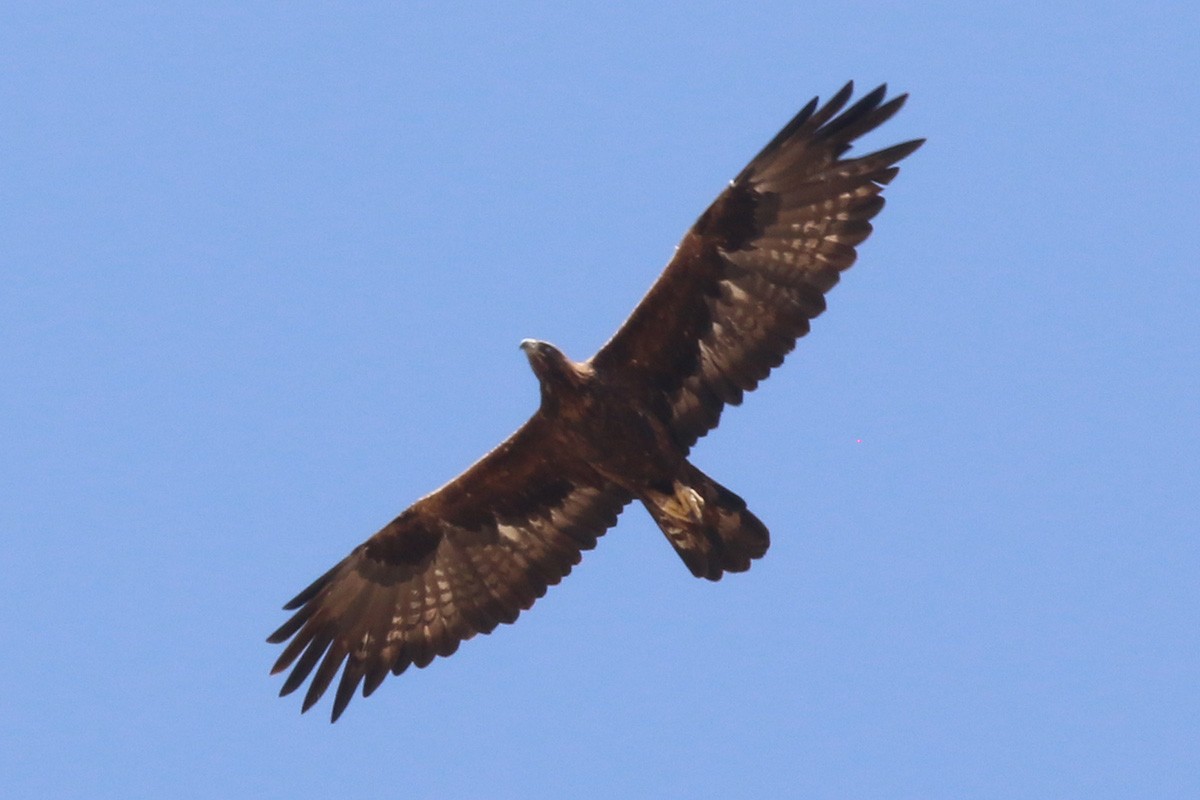 Kaya Kartalı
