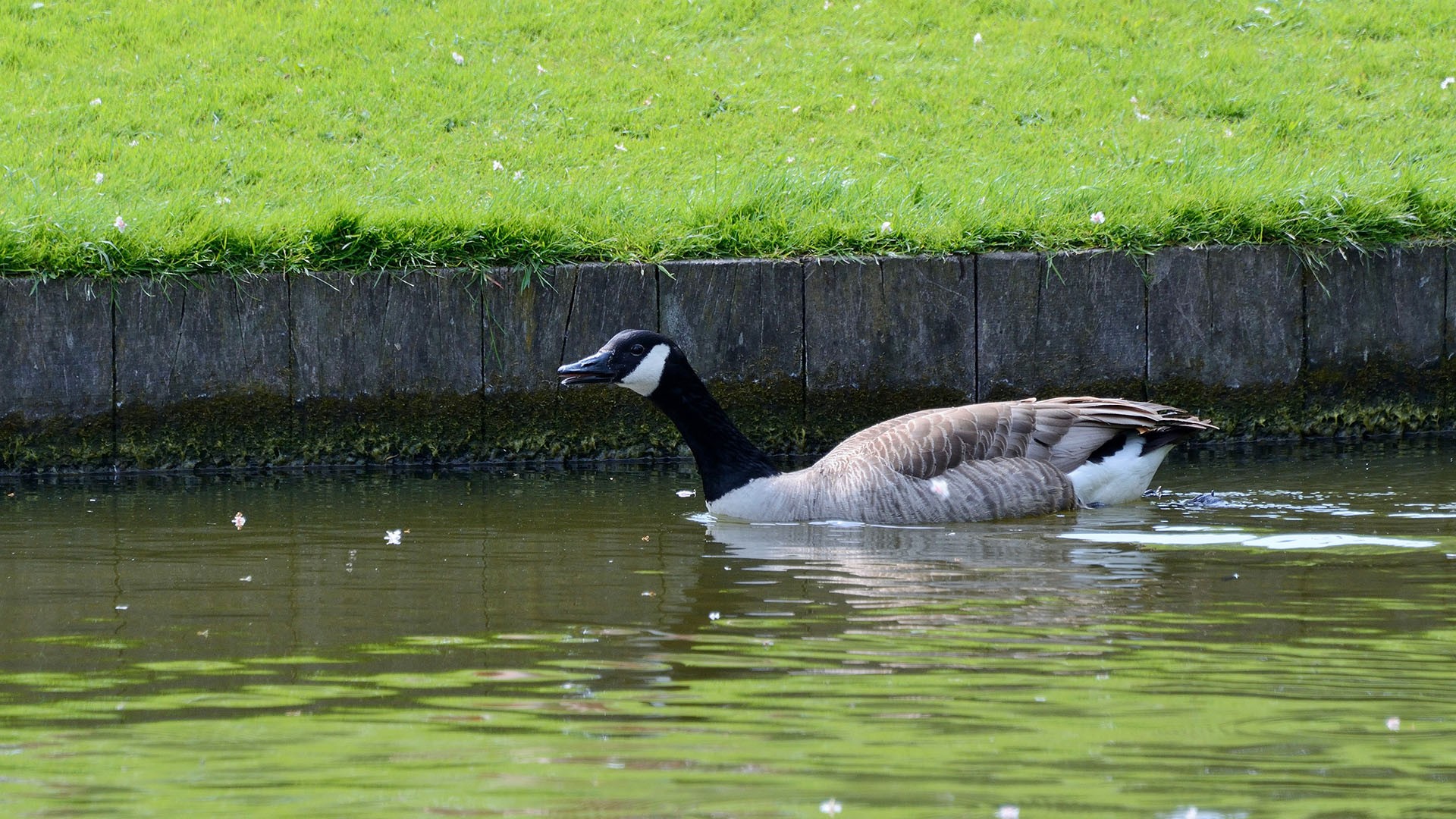 Canada Goose