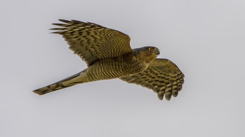 Atmaca