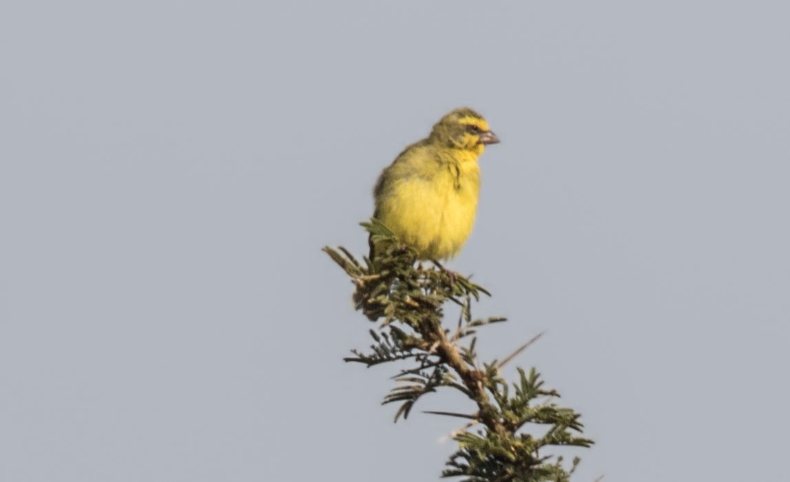 Yellow-fronted Canary