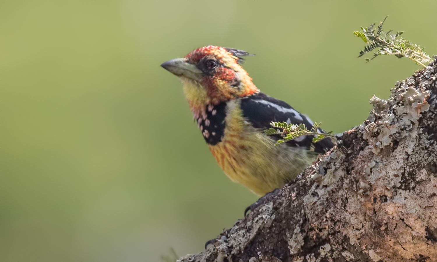 Crested Barbet