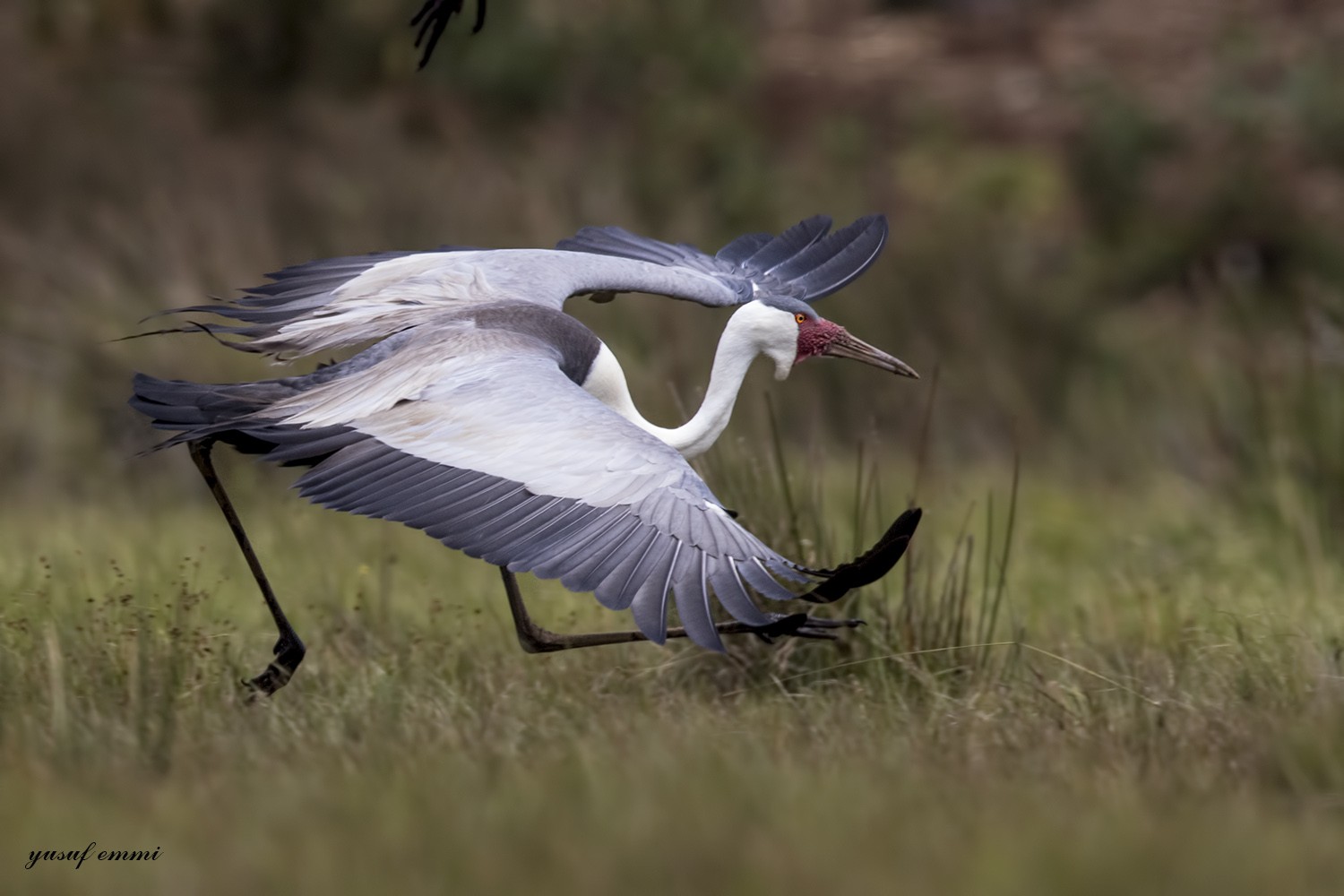 Wattled Crane