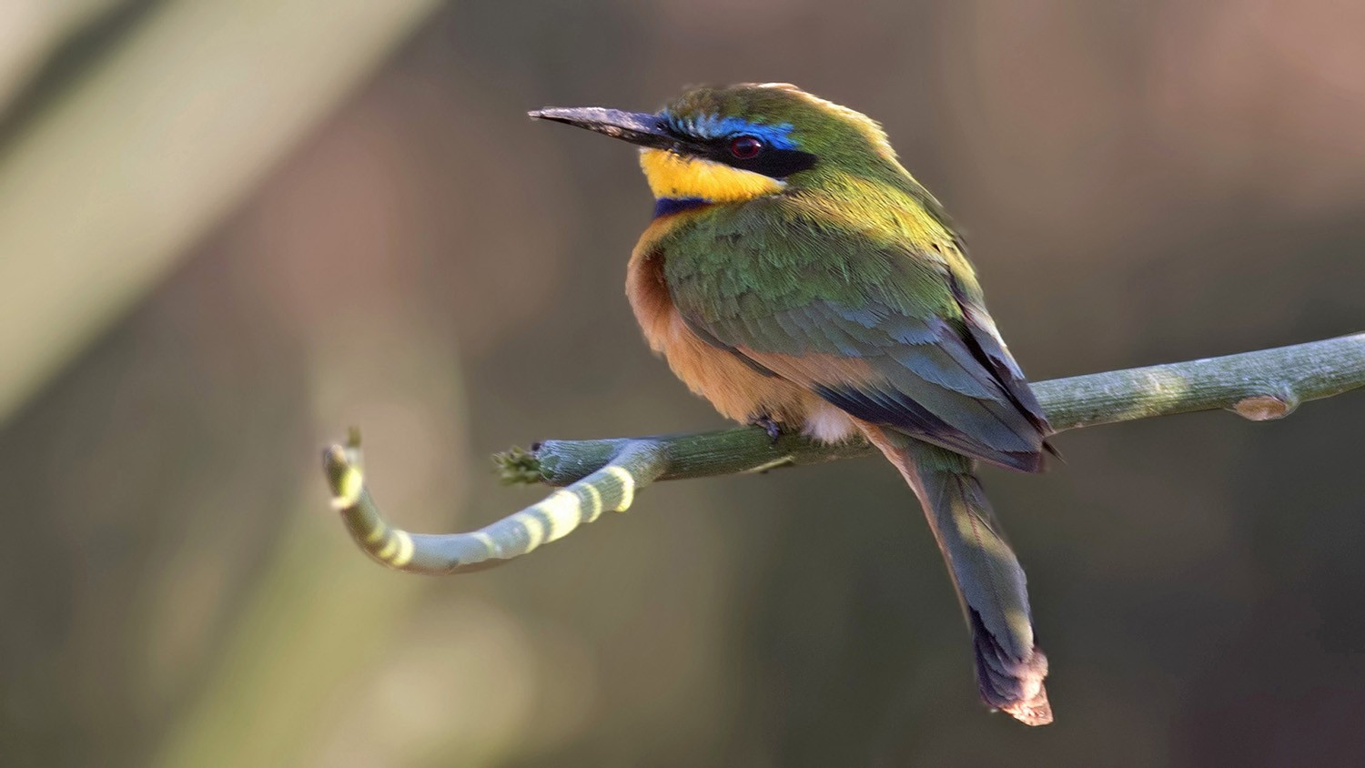 Little Bee-eater