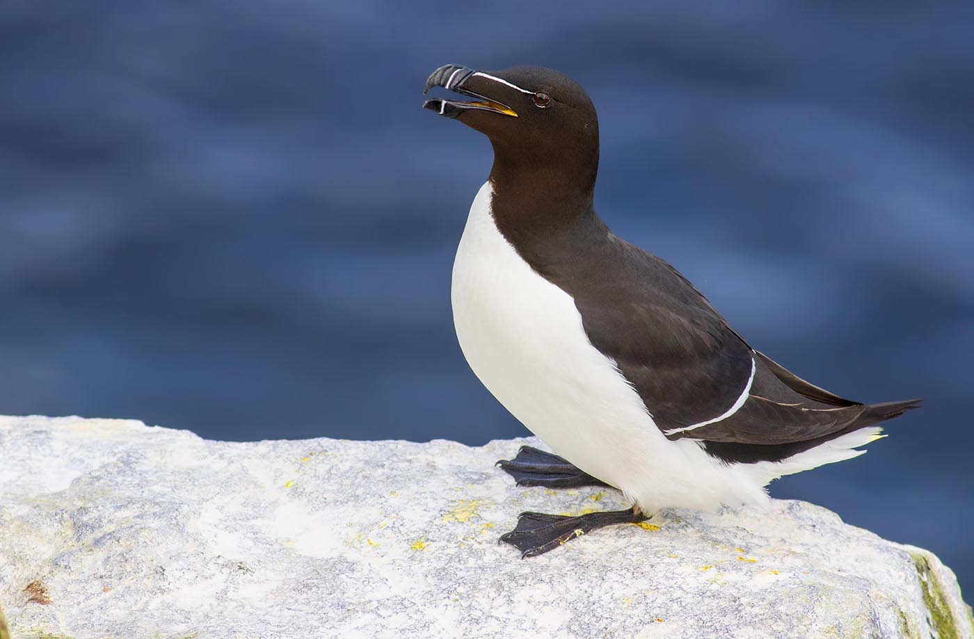 Razorbill
