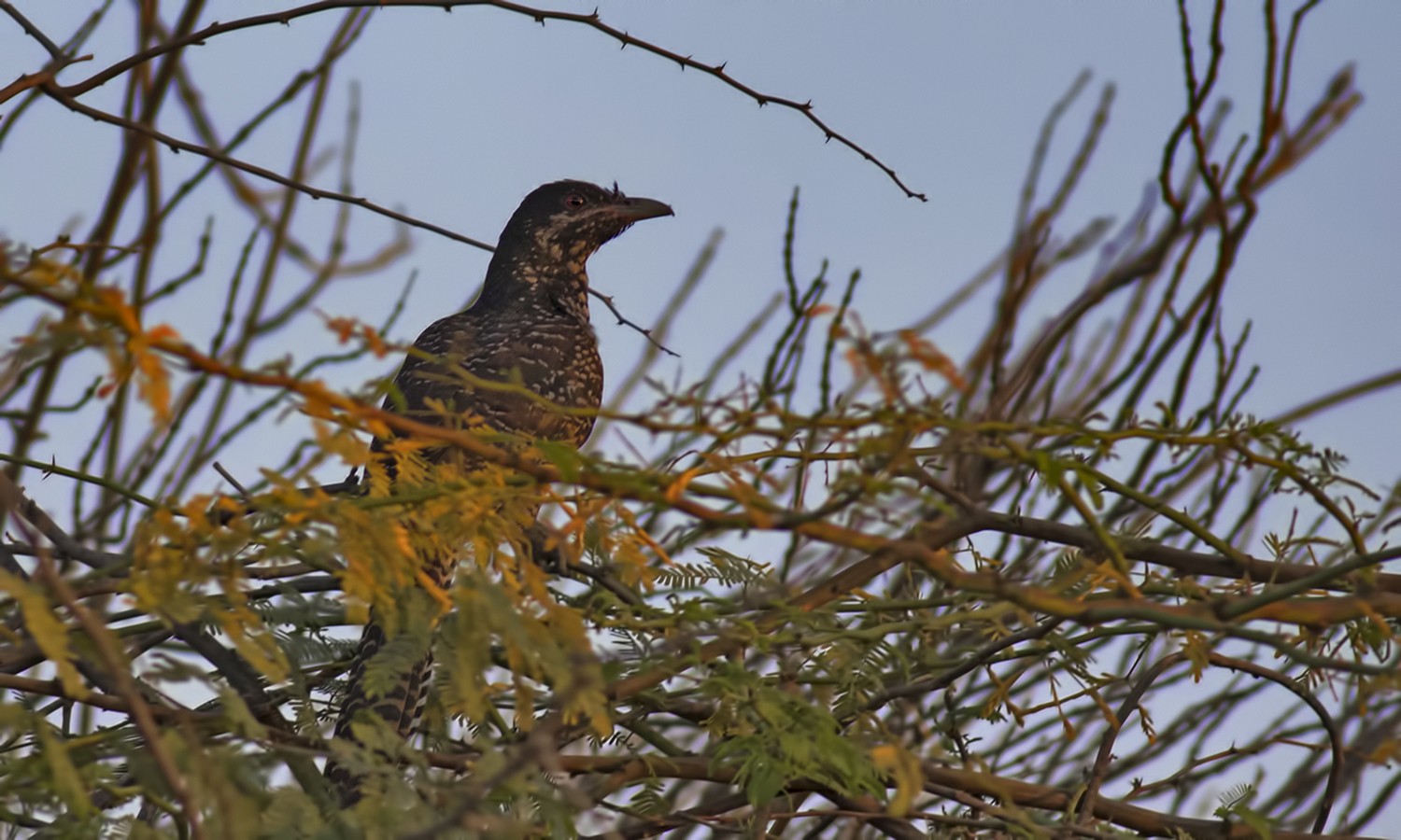 Western Koel