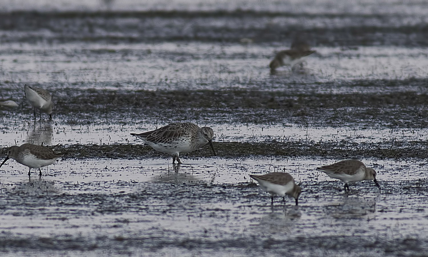 Great Knot