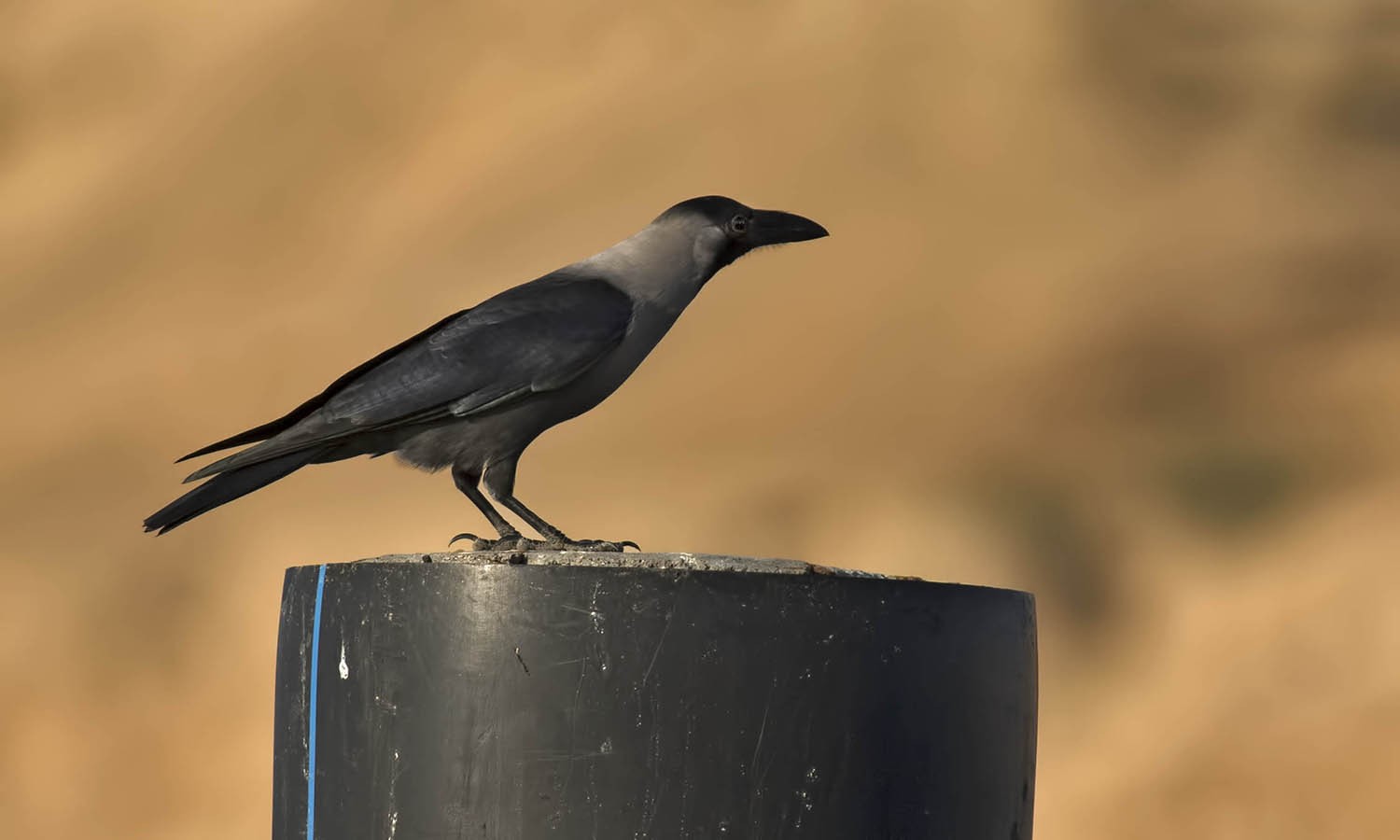 House Crow