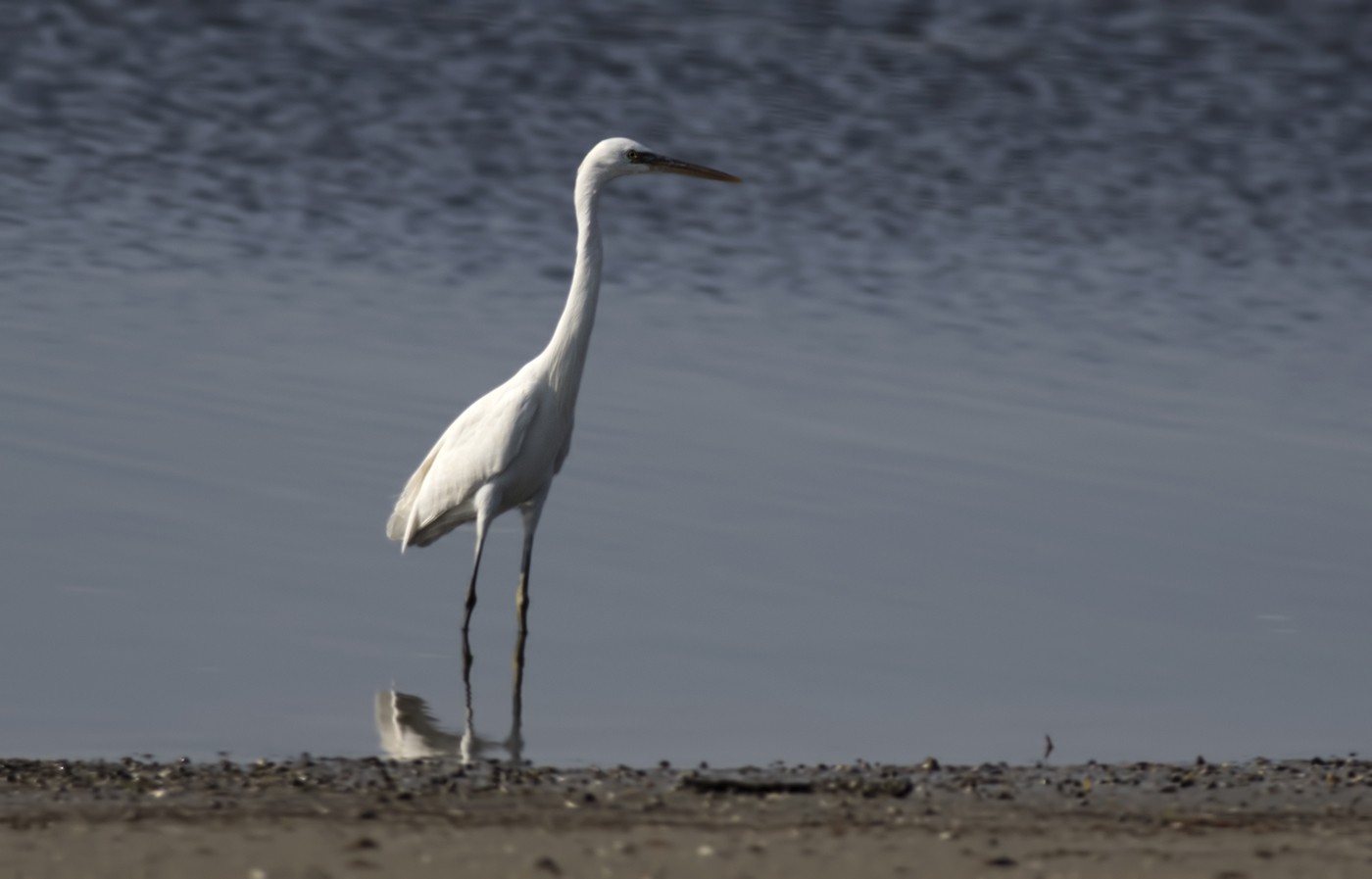Western Reef-egret