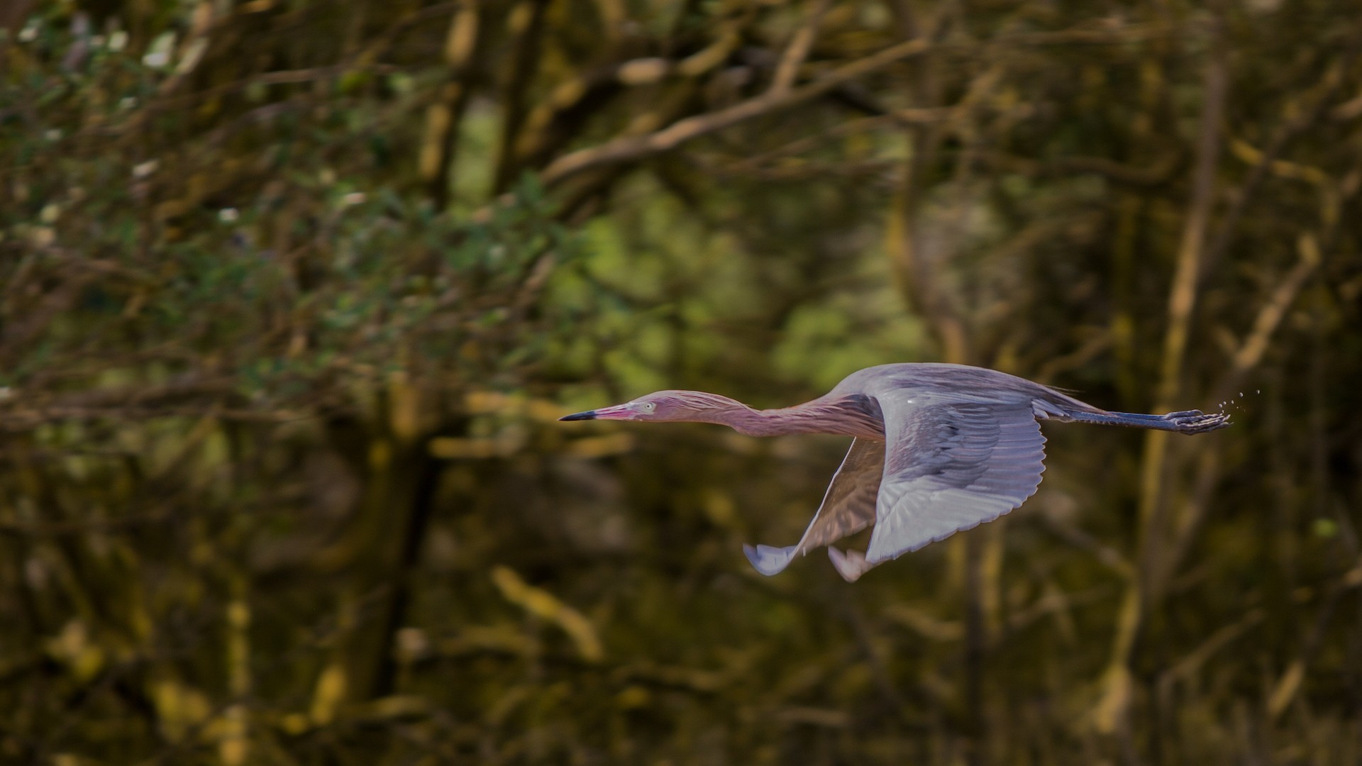 Reddish Egret