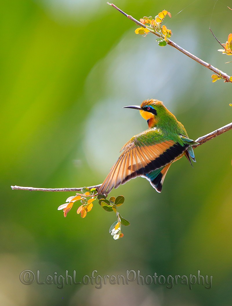 Little Bee-eater