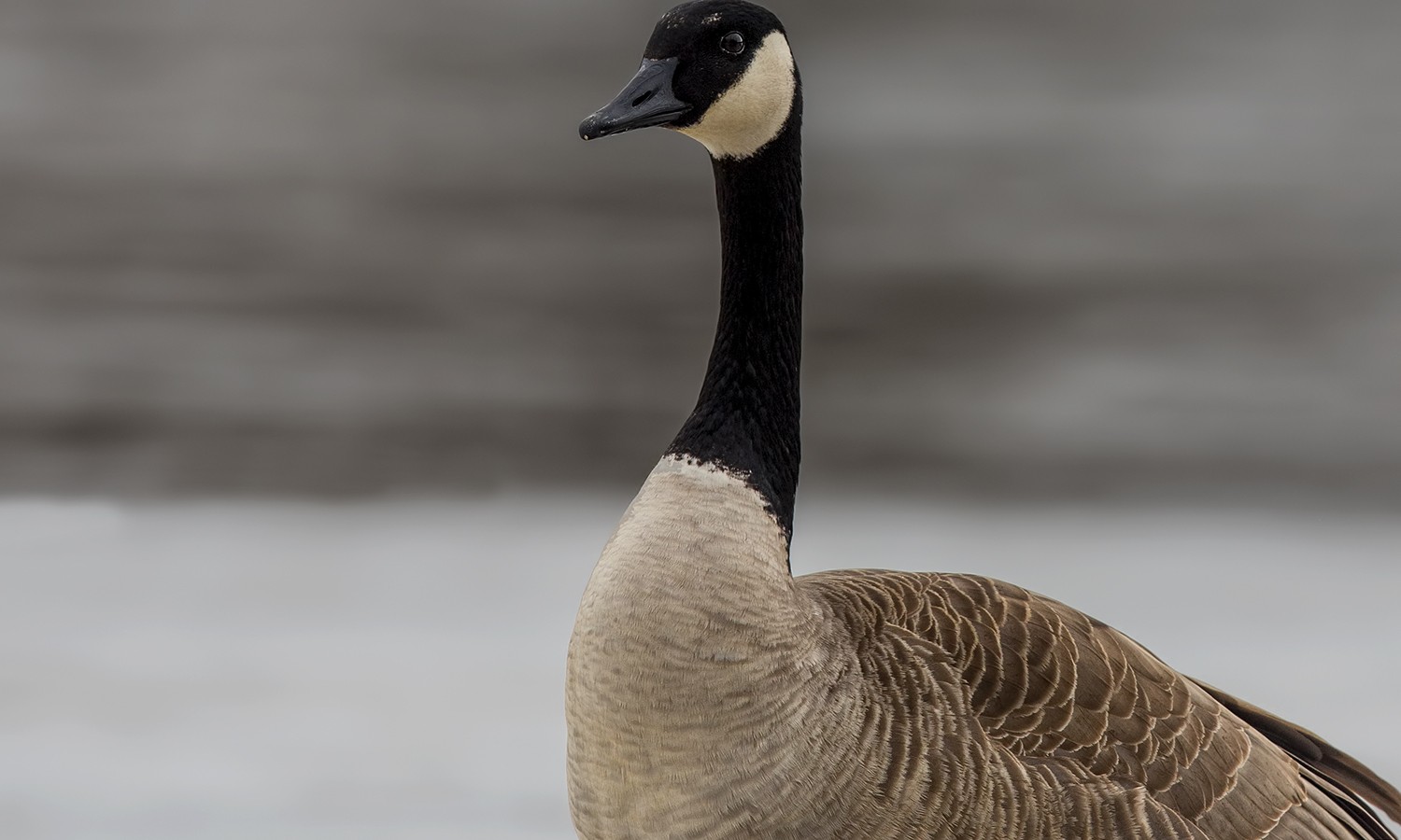 Canada Goose