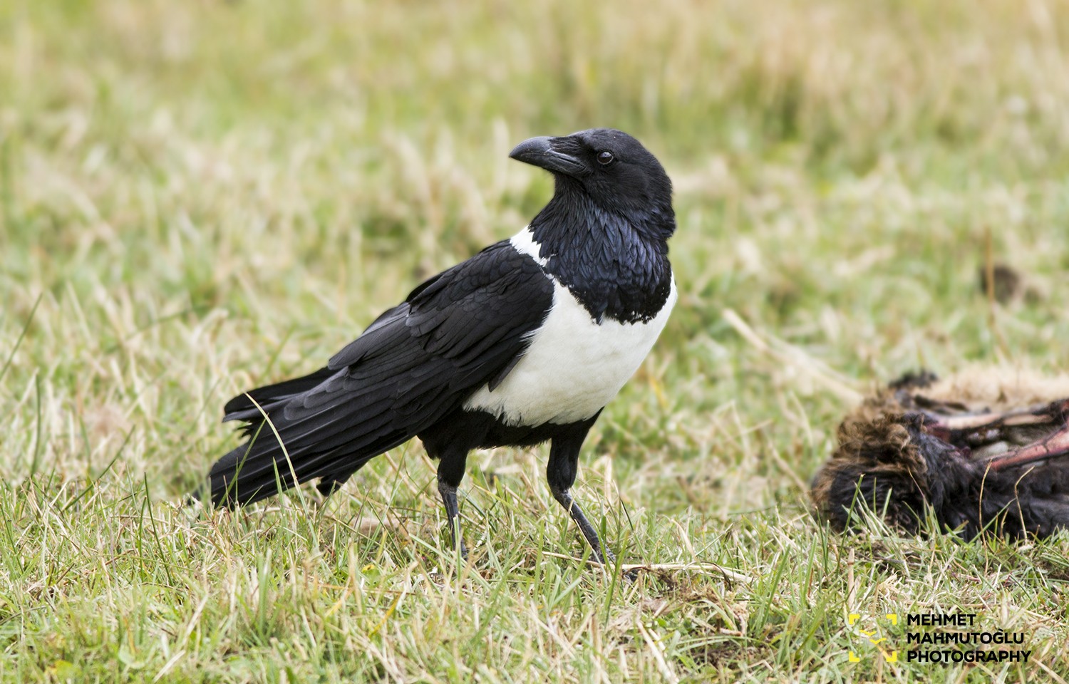 Pied Crow