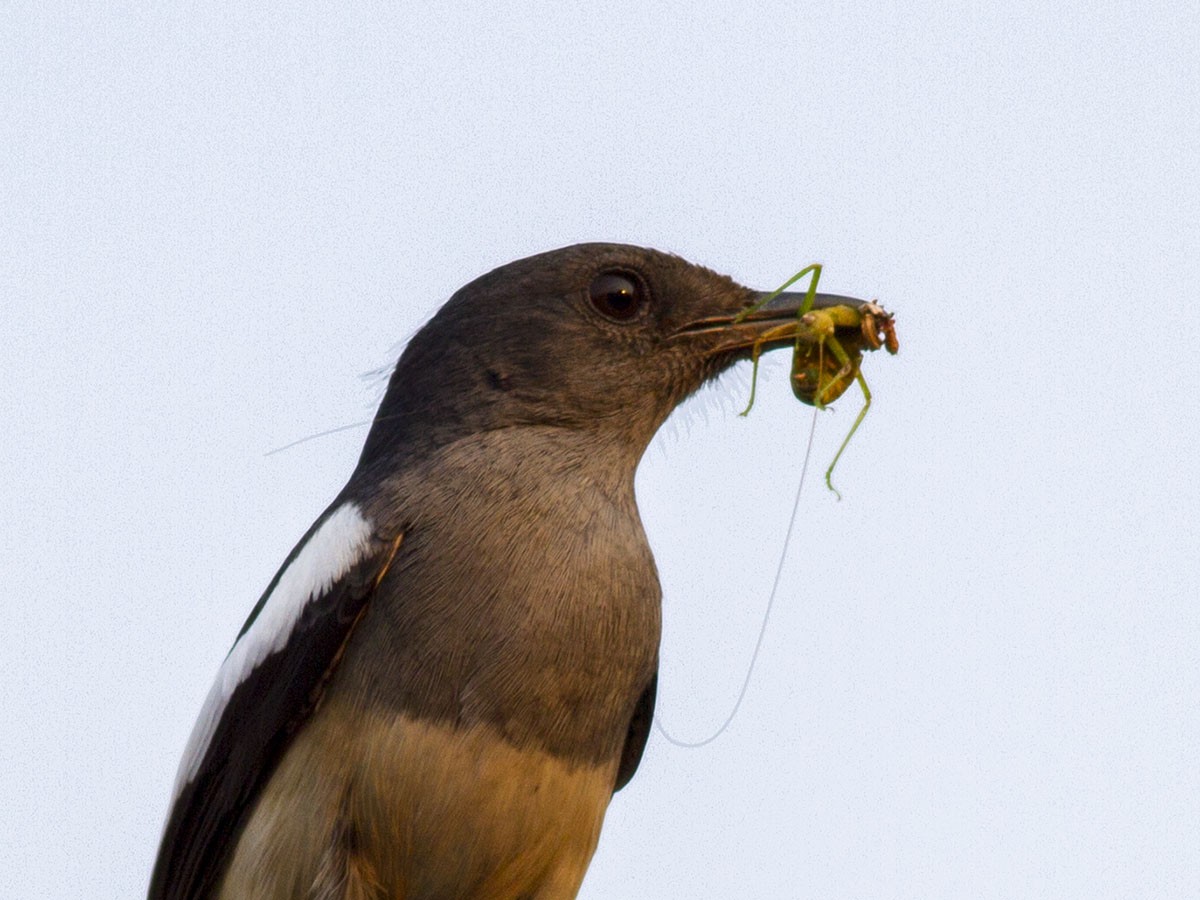 Oriental Magpie-robin