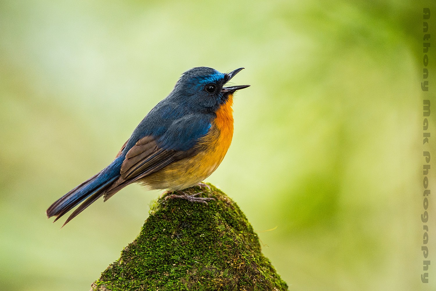 Hill Blue-flycatcher