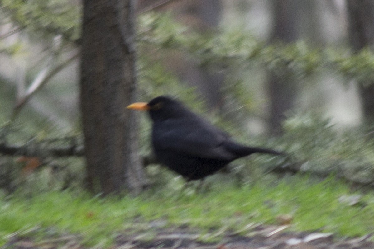Karatavuk