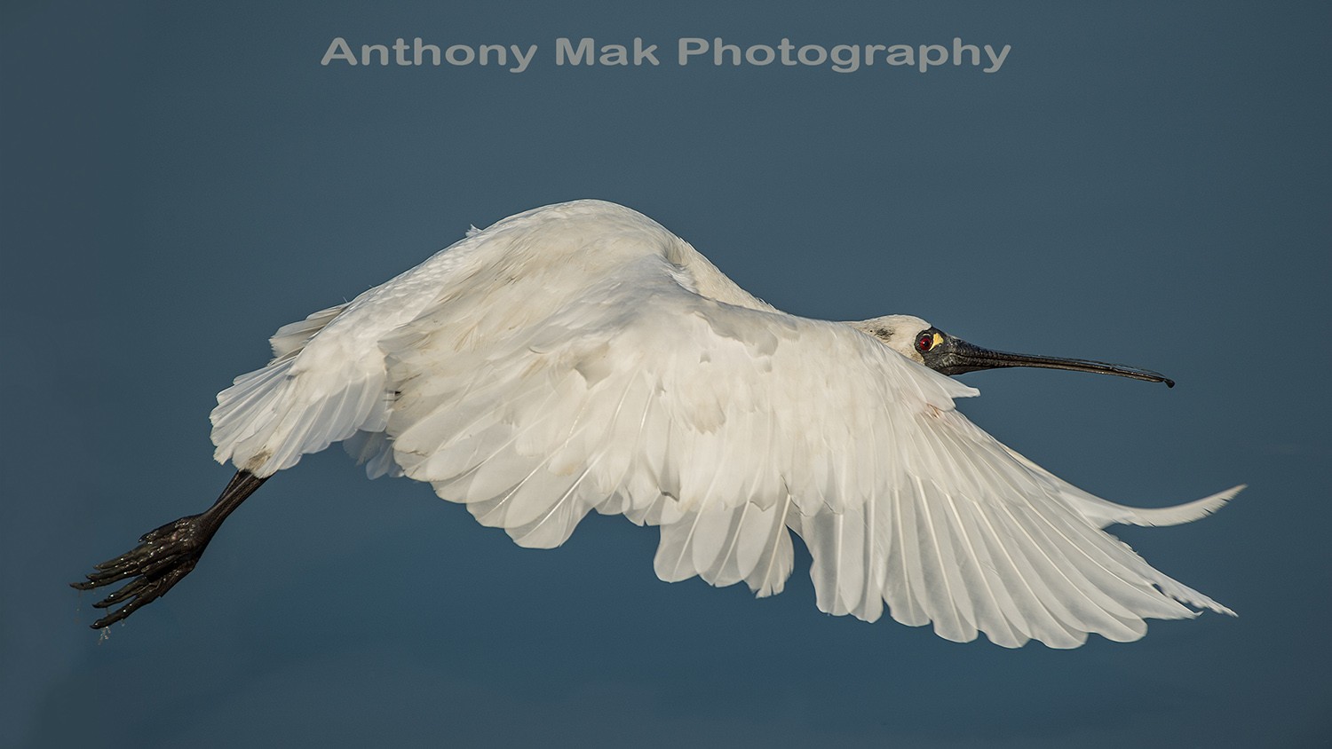 Black-faced Spoonbill