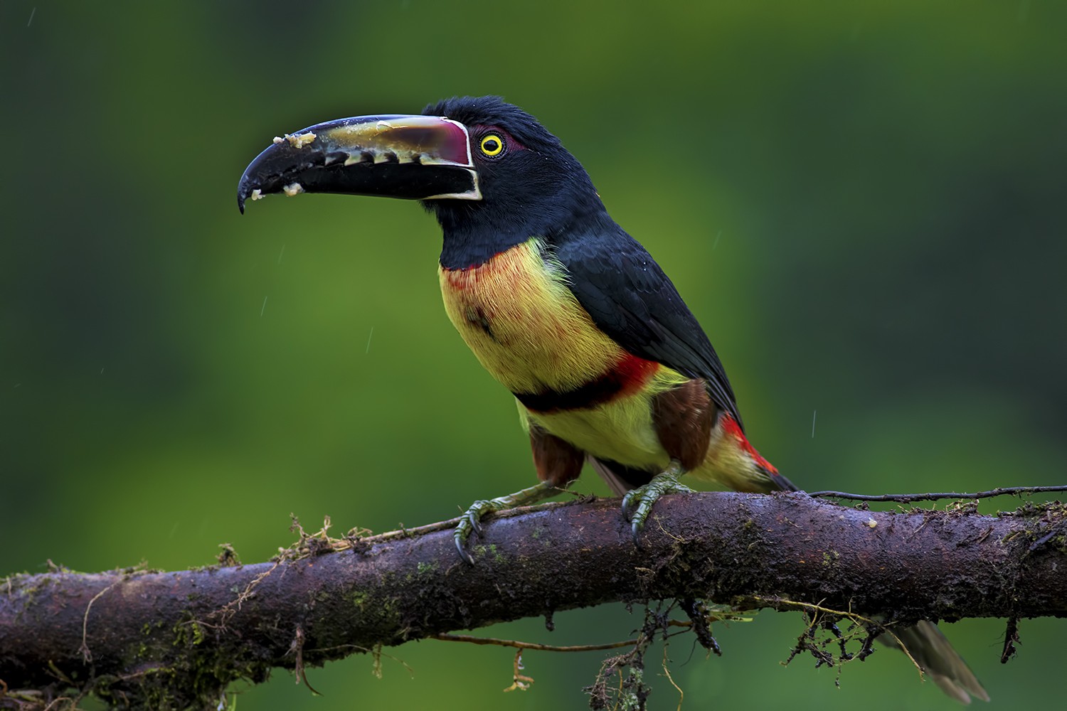 Collared AraÃ§ari